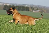 BULLMASTIFF 513